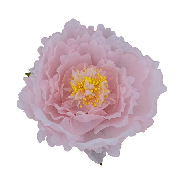 roze pioenroos met gele binnenkant