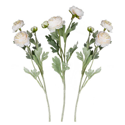 witte ranonkel stengels